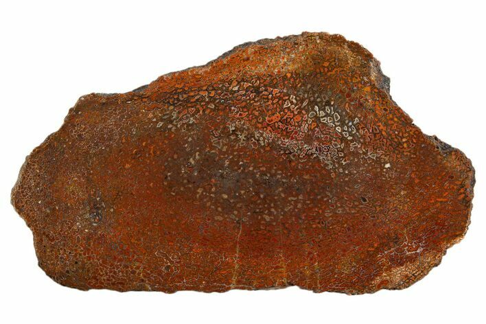 Polished Dinosaur Bone (Gembone) Slab - New Mexico #340044